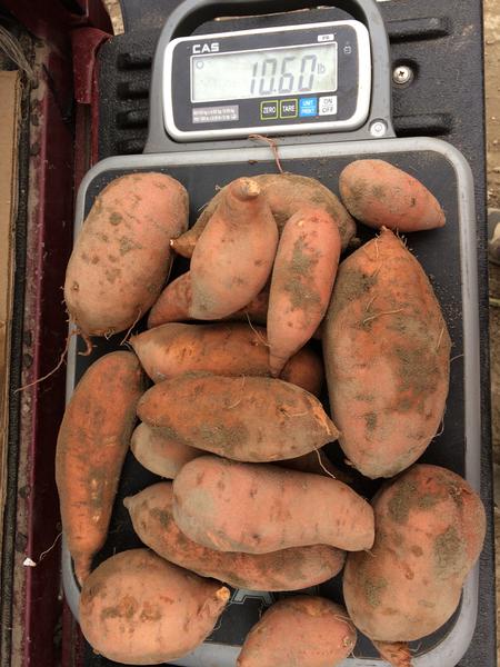 Sweet potatoes on a food scale